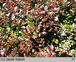 Berberis thunbergii Atropurpurea Nana