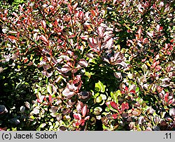 Berberis thunbergii Atropurpurea Nana