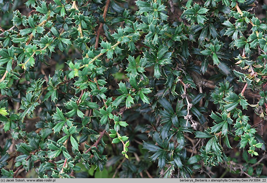 Berberis ×stenophylla Crawley Gem