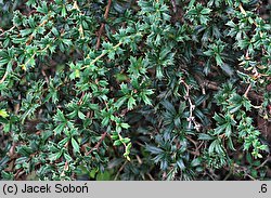 Berberis ×stenophylla Crawley Gem