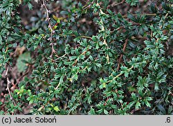 Berberis ×stenophylla Crawley Gem