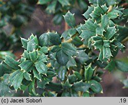 Berberis ×stenophylla Crawley Gem