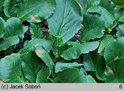 Bergenia stracheyi