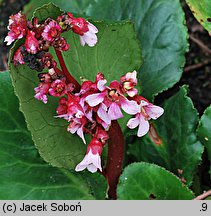 Bergenia stracheyi