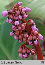 Bergenia purpurascens