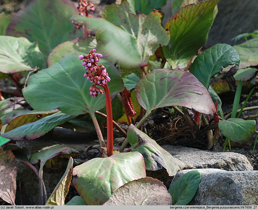 Bergenia purpurascens