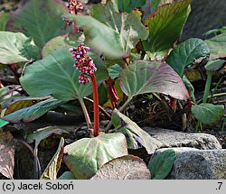 Bergenia purpurascens