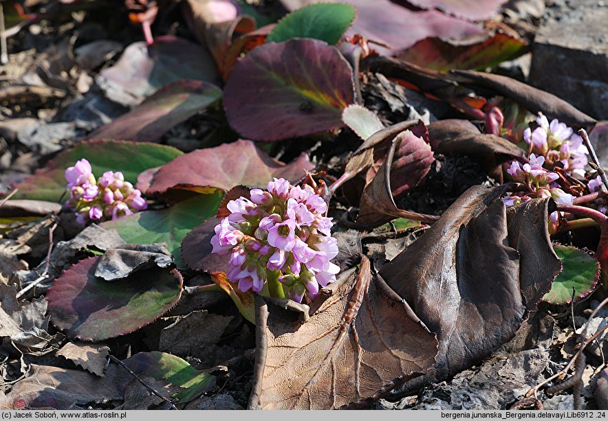 Bergenia delavayi (bergenia czerwieniejąca)