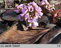 Bergenia delavayi (bergenia czerwieniejąca)