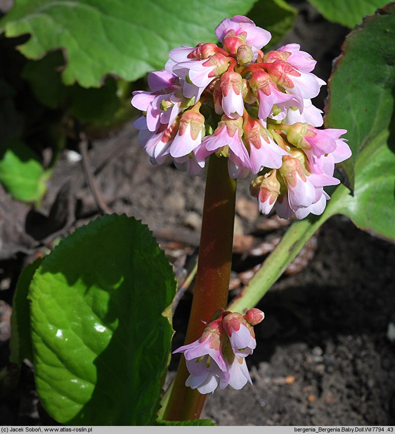 Bergenia cordifolia Baby Doll