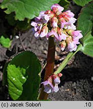 Bergenia cordifolia Baby Doll