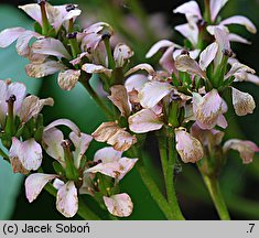 Bergenia Gesberg