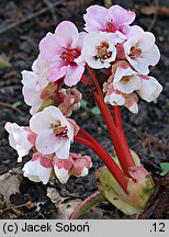 Bergenia ×schmidtii