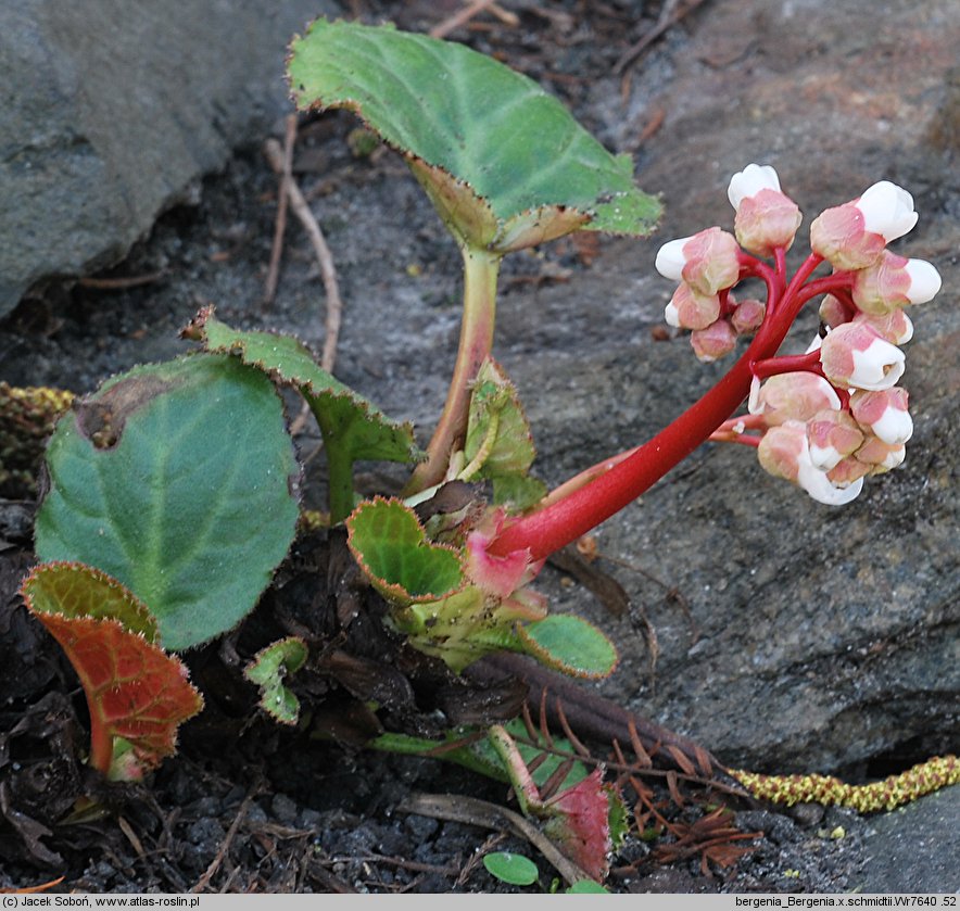 Bergenia ×schmidtii