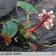 Bergenia ×schmidtii