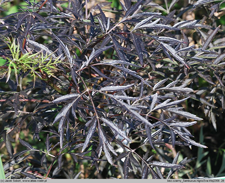 Sambucus nigra Black Lace