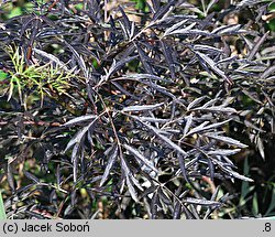 Sambucus nigra Black Lace