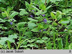 Glechoma hirsuta (bluszczyk kosmaty)