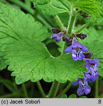 Glechoma hirsuta (bluszczyk kosmaty)