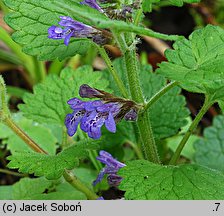 Glechoma hirsuta (bluszczyk kosmaty)