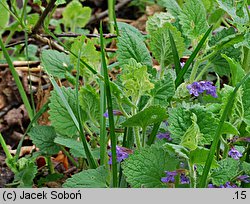 Glechoma hirsuta (bluszczyk kosmaty)