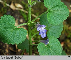 Glechoma hirsuta (bluszczyk kosmaty)