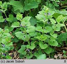 Glechoma hirsuta (bluszczyk kosmaty)