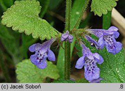 Glechoma hirsuta (bluszczyk kosmaty)