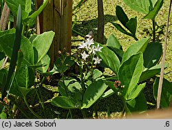 Menyanthes trifoliata