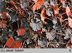 Geranium sessiliflorum (bodziszek bezszypułkowy)