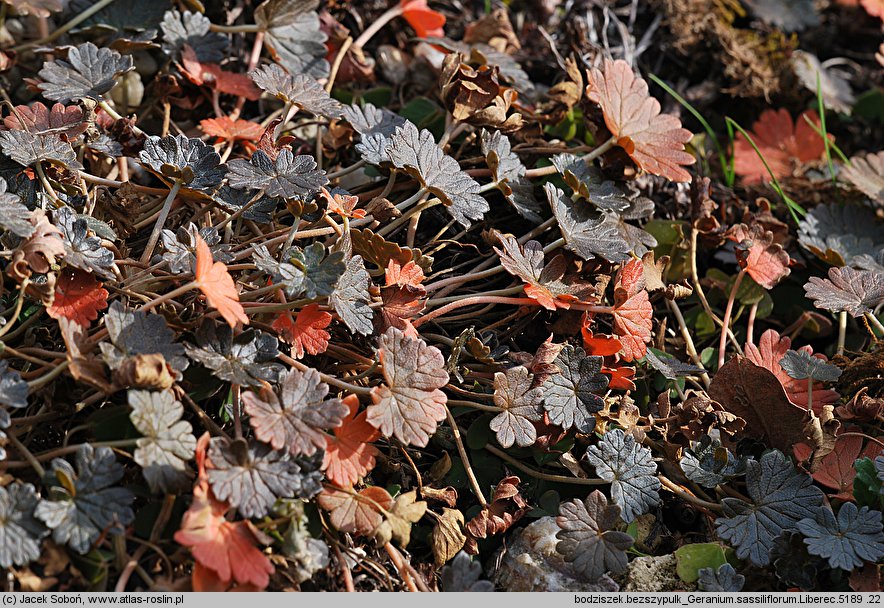 Geranium sessiliflorum (bodziszek bezszypułkowy)