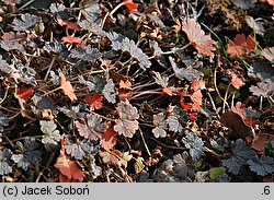 Geranium sessiliflorum (bodziszek bezszypułkowy)