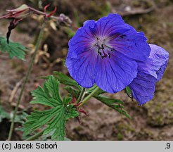 Geranium himalayense Baby Blue