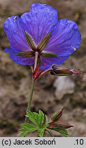 Geranium himalayense Baby Blue