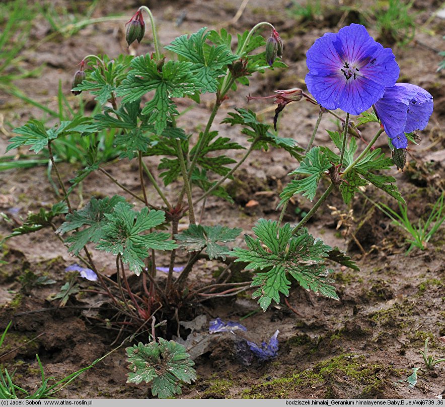 Geranium himalayense Baby Blue