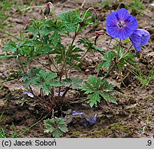 Geranium himalayense Baby Blue