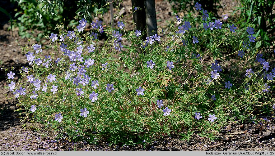 Geranium Blue Cloud