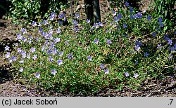 Geranium Blue Cloud