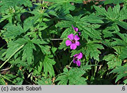 Geranium hort. Patricia