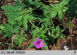Geranium hort. Patricia