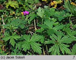 Geranium hort. Patricia