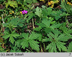 Geranium Patricia