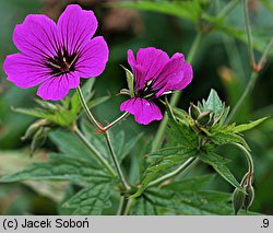 Geranium Patricia