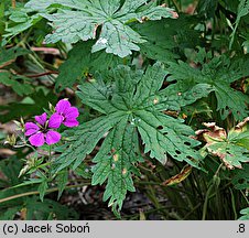 Geranium hort. Patricia