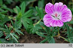 Geranium sanguineum Elke