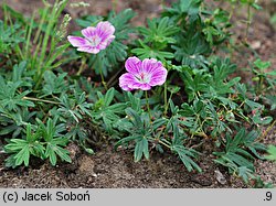 Geranium sanguineum Elke