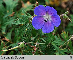 Geranium himalayense Johnson's Blue