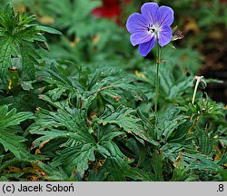 Geranium himalayense Johnson's Blue