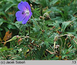 Geranium himalayense Johnson's Blue