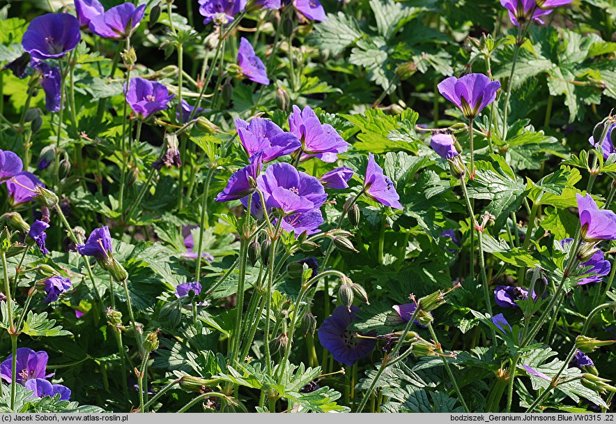 Geranium himalayense Johnson's Blue